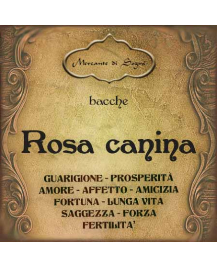 Rosa canina | Bacche