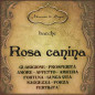 Rosa canina | Bacche