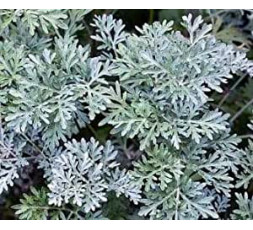 Artemisia Absinthium | Fiori e foglie