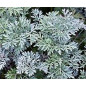 Artemisia Absinthium | Fiori e foglie