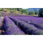Lavanda | Fiori