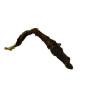 Osha Root