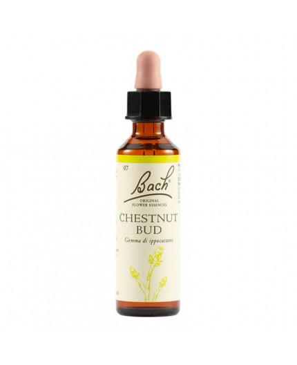 Chestnut Bud | Fiore di Bach nr 7
