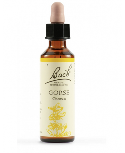 Gorse | Fiore di Bach nr 13
