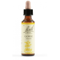 Gorse | Fiore di Bach nr 13