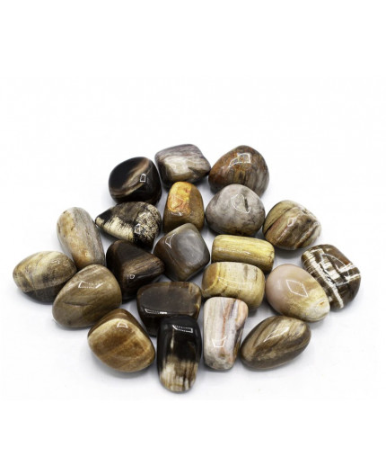 Legno fossile | Pietre burattate