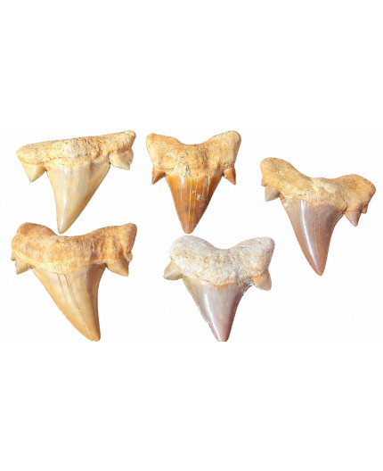Dente di Squalo Fossile
